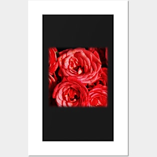 Red Roses Posters and Art